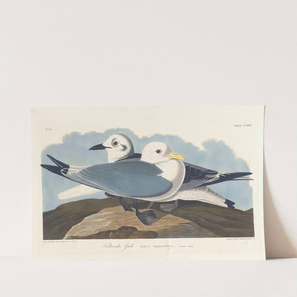 Kittiwake gull by John James Audubon