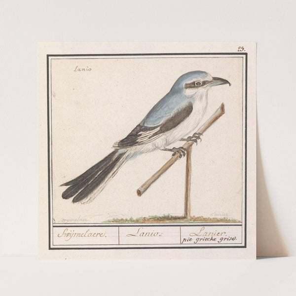 Klapekster (Lanius excubitor) Swijmelaere. Lanio. Lanier. pie grieche grise (1596-1610) by Anselmus Boëtius de Boodt