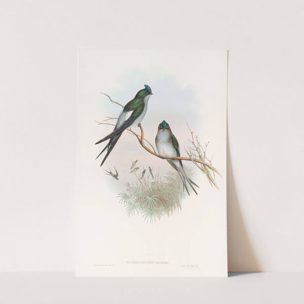 Klecho Tree-Swift by John Gould