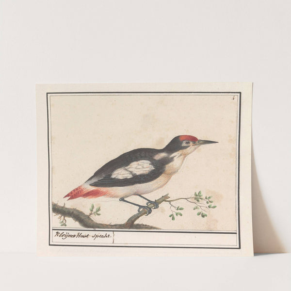 Kleine bonte specht (Dendrocopos minor) Kleijnen Hout Specht (1596-1610) by Anselmus Boëtius de Boodt