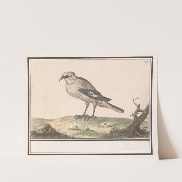 Kleine Klapekster (Lanius minor) (1596-1610) by Anselmus Boëtius de Boodt