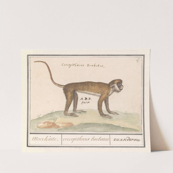 Kleine witneusmeerkat (Cercopithecus petaurista) Meerkatte. cercopithecus barbatus. ouanderou (1596-1610) by Anselmus Boëtius de Boodt