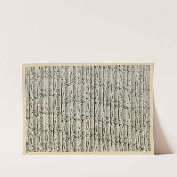 Kleisterpapier (Streifen) (1900) by Lilli Behrens