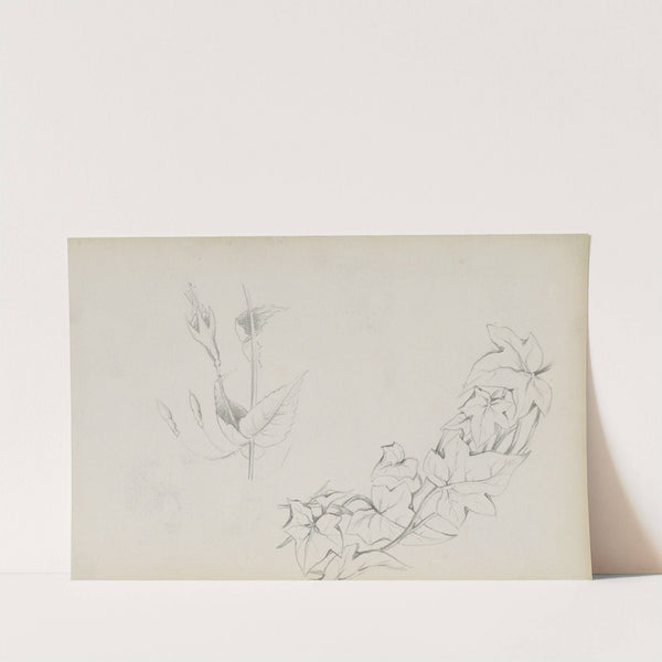 Klimop en een bloemknop (1880) by Marius Bauer