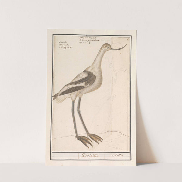 Kluut (Recurvirostra avosetta) (1596-1610) by Anselmus Boëtius de Boodt