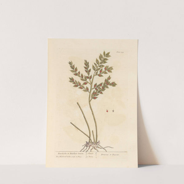 Kneeholm or butcher's broom by Elizabeth Blackwell