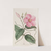 Knob-jointed Dipladenia by Sydenham Edwards