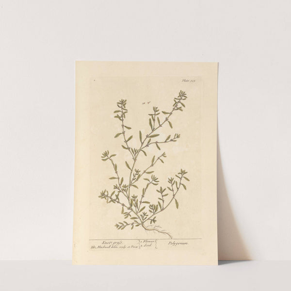 Knot grass by Elizabeth Blackwell