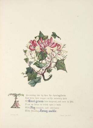 Knot grass, ivy and honeysuckle