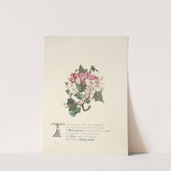 Knot grass, ivy and honeysuckle by Jane Elizabeth Giraud