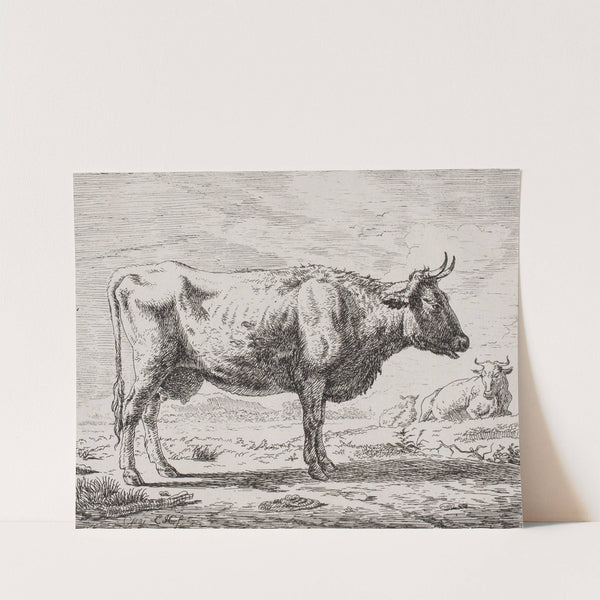 Ko i profil by Christian Holm