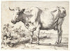 Ko med krøllede horn