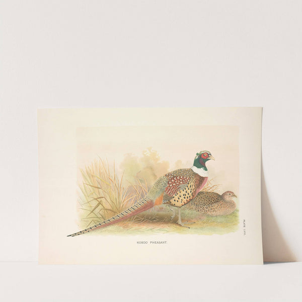 Kobdo Pheasant (Phasianus colchicus hagenbecki). (1918-1922) by Henry Jones