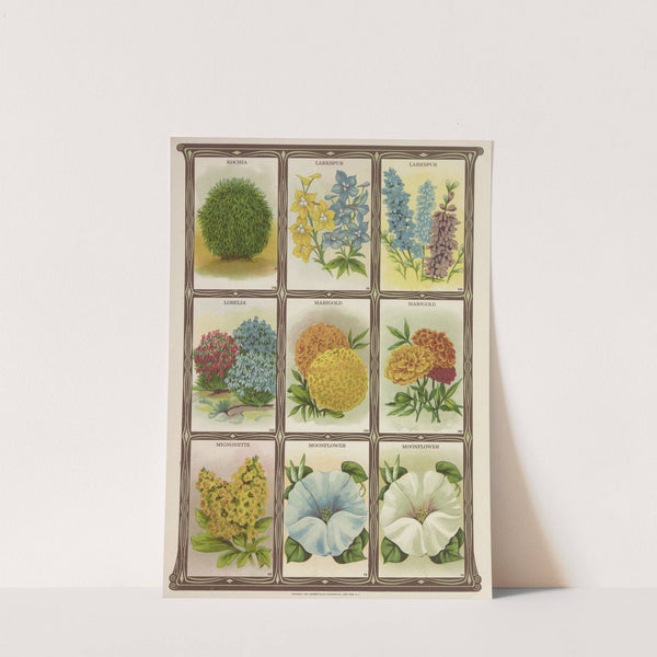 Kochia, Larkspur, Lobelia, Marigold… (1921) by Genesee Valley Lithograph Co.