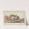 Koe (Bos taurus) Koe. Vacca. Vache. (1596-1610) by Anselmus Boëtius de Boodt