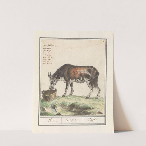 Koe (Bos taurus) Koe. Vacca. Vache.. (1596-1610) by Anselmus Boëtius de Boodt