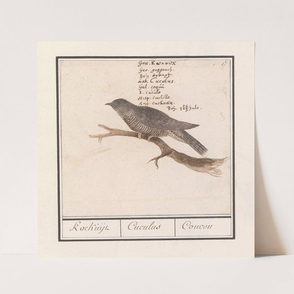 Koekoek (Cuculus canorus) Koekuijl Cuculus Coucou (1596-1610) by Anselmus Boëtius de Boodt