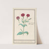 Koekoeksbloem (Lychnis) of Prikneus (Lychnis coronaria) (1596-1610) by Anselmus Boëtius de Boodt