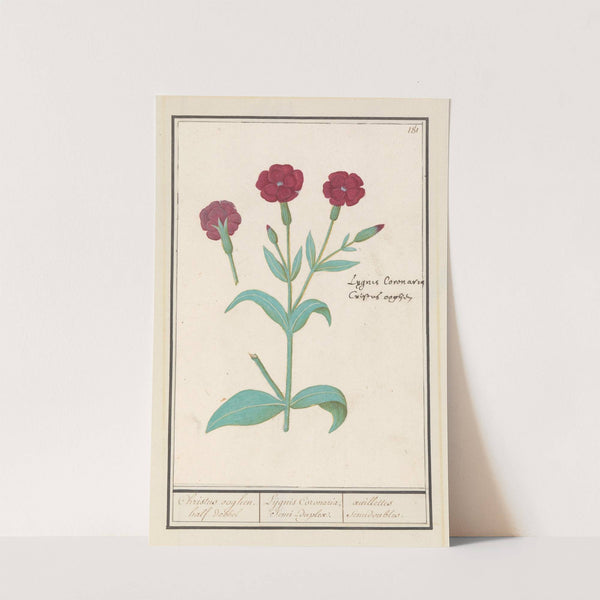Koekoeksbloem (Lychnis) of Prikneus (Lychnis coronaria) (1596-1610) by Anselmus Boëtius de Boodt