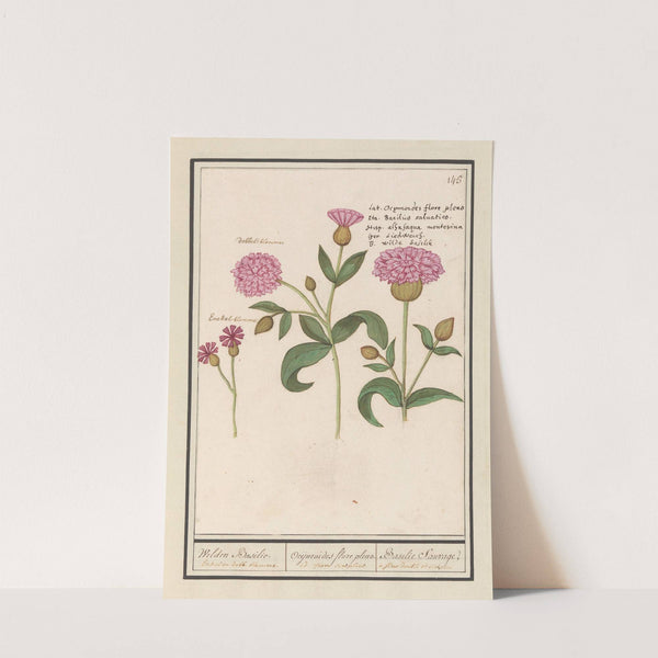 Koekoeksbloem (Silene dioica) Wilden Basilie. Ocijmiodes flore pleno. Basilie Sauvage (1596-1610) by Anselmus Boëtius de Boodt