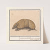 Kogelgordeldier (Tolypeutes matacus) tatus armadillo. tatou, armadille l’apar, co 3. bandes, voyez Buffon (1596-1610) by Anselmus Boëtius de Boodt