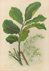 Kohe-Kohe