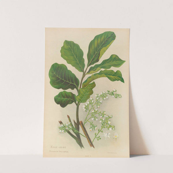 Kohe-Kohe by Georgina Burne Hetley