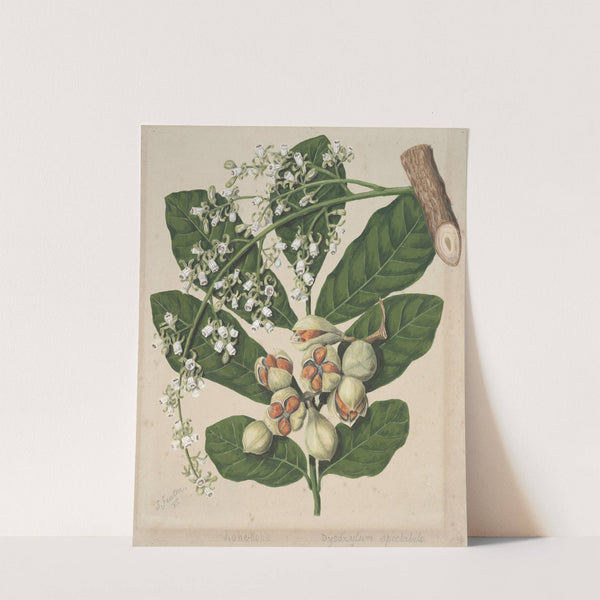 Kohekohe by Sarah Featon