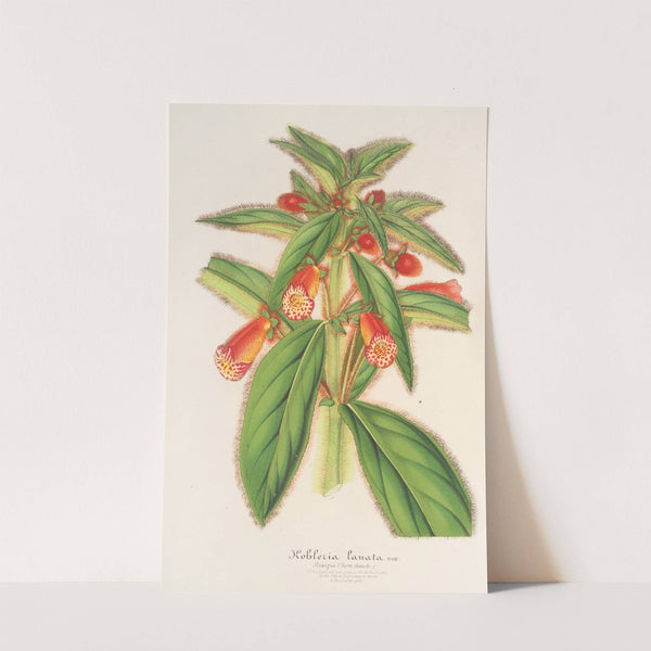 Kohleria lanata by Charles Antoine Lemaire