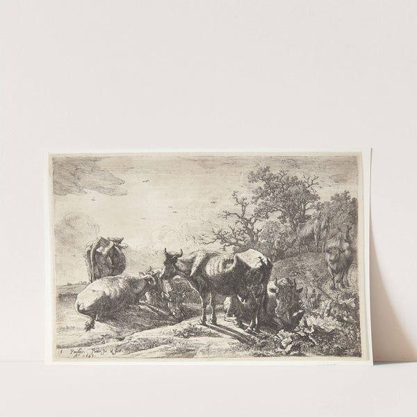 Kohyrden by Paulus Potter