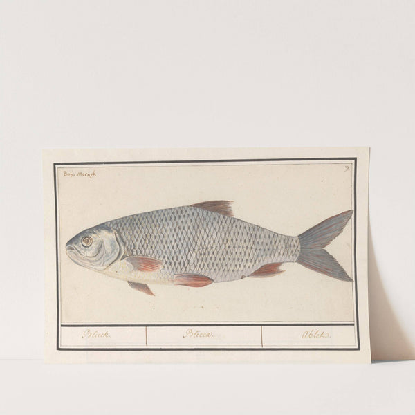 Kolblei of blei (Blicca bjoerkna) Blieck. Blicca. Ablet. (1596-1610) by Anselmus Boëtius de Boodt