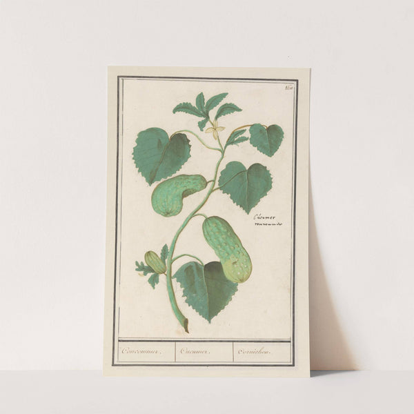 Komkommer (Cucumis sativus) Concommer. Cucumer. Cornichon. (1596-1610) by Anselmus Boëtius de Boodt