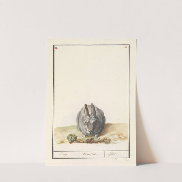 Konijn (Oryctolagus cuniculus) Conijn. Cuniculus. Lapin. (1596-1610) by Anselmus Boëtius de Boodt
