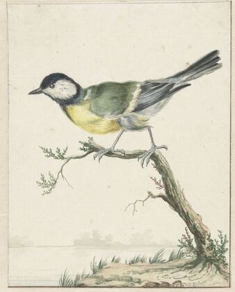 Koolmees (1650 - 1719)