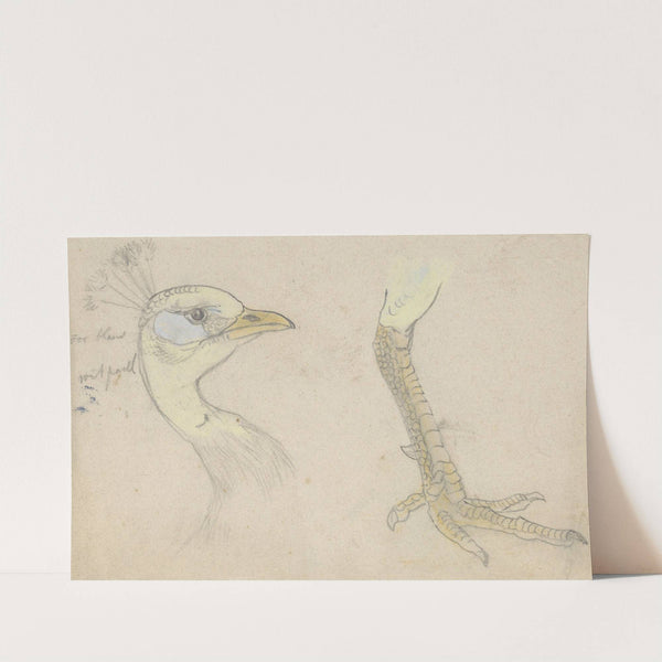 Kop en poot van een pauw by Theo van Hoytema