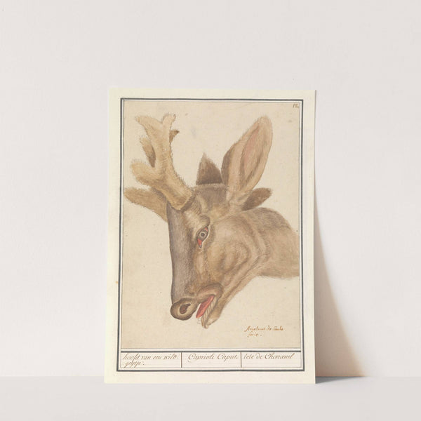 Kop van een hert (Cervidae) hoofd van een wild-geijtje. Caprioli Caput tete de Chevraeuil (1596-1610) by Anselmus Boëtius de Boodt