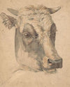 Kop van een koe (1792 - 1810)