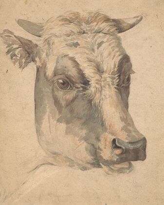 Kop van een koe (1792 - 1810)