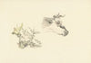Kop van een koe en twee planten