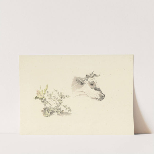 Kop van een koe en twee planten (1787 - 1847) by Josephus Augustus Knip