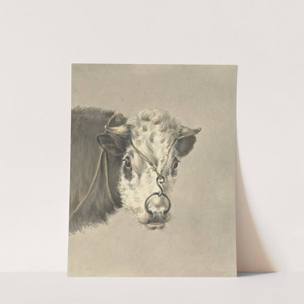 Kop van een koe, met een ring door de neus, van voren by Jean Bernard