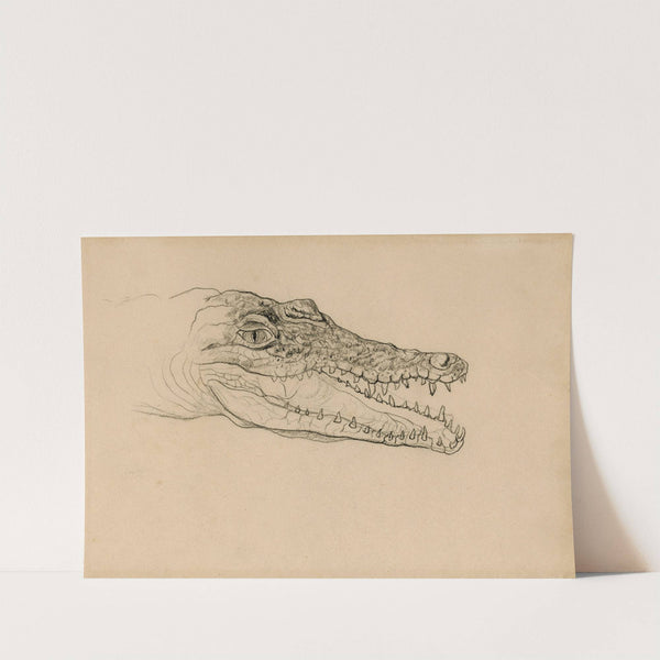 Kop van een krokodil by Theo van Hoytema