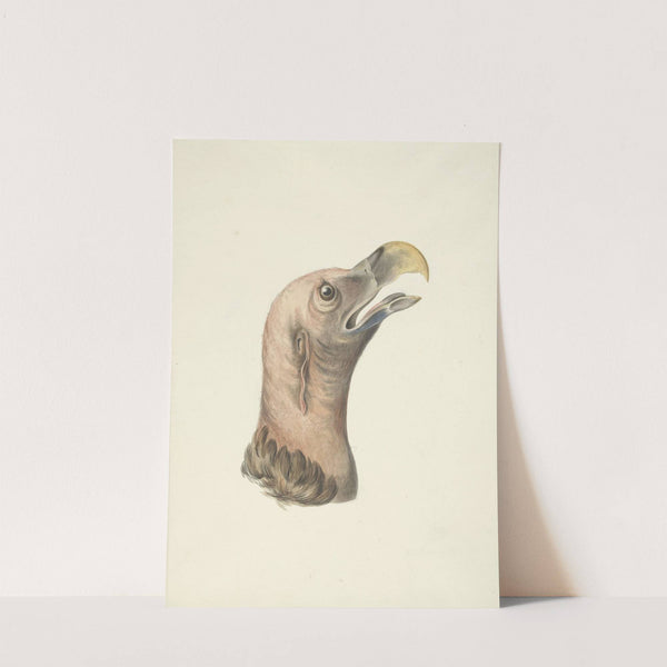 Kop van een Oorgier (Otogyps auricularis Daud) by Circle of François Levaillant