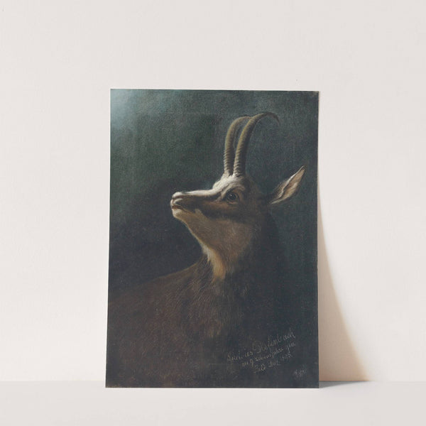 Kopf einer Gemse by Karl Wilhelm Diefenbach