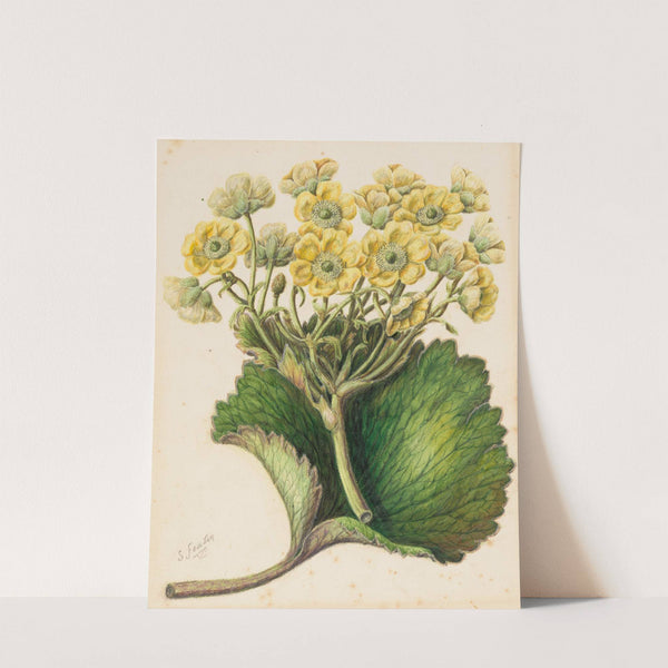 Korikori by Sarah Featon