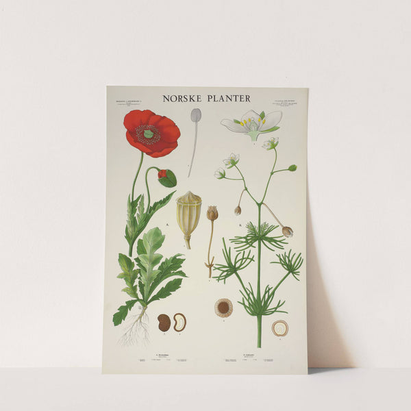 Kornvalmue – Linbendel (1930) by Parmanns Læremiddel-anstalt