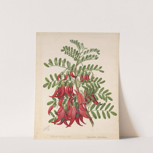 Kowhai-ngutu-kaka. Clianthus puniceus by Sarah Featon