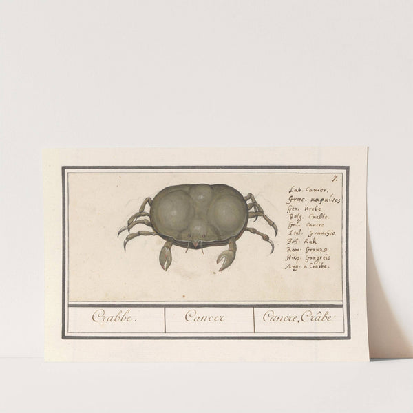 Krab (Cancer) Crabbe. Cancer Cancre, Crâbe (1596-1610) by Anselmus Boëtius de Boodt