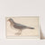 Kramsvogel (Turdus pilaris) (1596-1610) by Anselmus Boëtius de Boodt