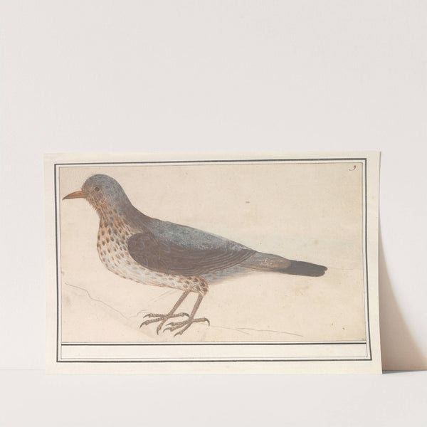 Kramsvogel (Turdus pilaris) (1596-1610) by Anselmus Boëtius de Boodt